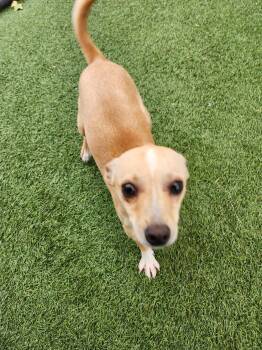Peanut -  Chihuahua Dog for Adoption in Hopkinsville, Kentucky - Peanut | PetCurious