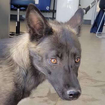108573 -  Mixed Breed Dog for Adoption in Las Cruces, New Mexico - 108573 | PetCurious