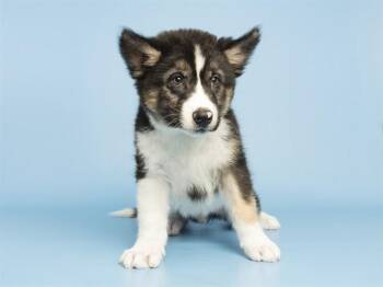 Husky and Mixed Breed Dogs Available for Adoption in Phoenix, Arizona - BARON | PetCurious