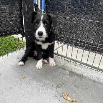 Airedale Terrier and Border Collie Dogs Available for Adoption - Ms. Marvel | PetCurious