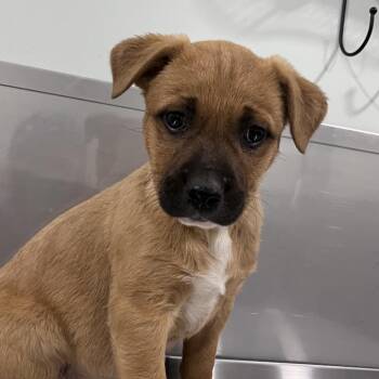 Cattle Dog and Shepherd Dogs Available for Adoption in Washburn, Missouri - Mercury | PetCurious