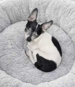 Chihuahua Dogs Available for Adoption - June Bug | PetCurious
