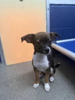Blossom 2mo AVA 10/7 -  Chihuahua Dog for Adoption in Sterling, Massachusetts - Blossom 2mo AVA 10/7 | PetCurious