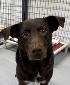 Mustang Sally -  Chocolate Labrador Retriever Dog for Adoption in Morris, Minnesota - Mustang Sally | PetCurious