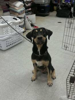 Tristan -  Hound Dog for Adoption in Sorrento, Louisiana - Tristan | PetCurious