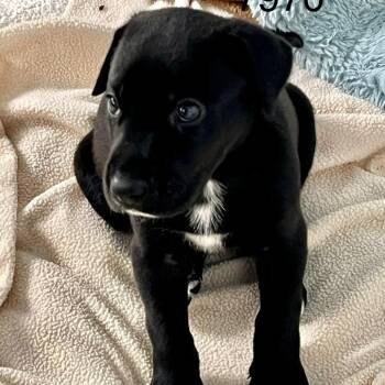 STELLAN 7970 -  Great Dane Dog for Adoption in Loxahatchee Groves, Florida - STELLAN 7970 | PetCurious