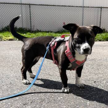 Mixed Breed Dogs Available for Adoption in Ottawa Hills, Ohio - Sunday | PetCurious