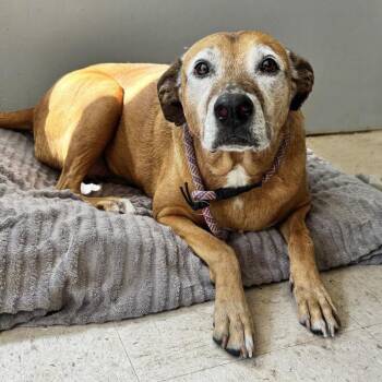 Ethel -  Black Mouth Cur and Rhodesian Ridgeback Dog for Adoption in Austin, Texas - Ethel | PetCurious