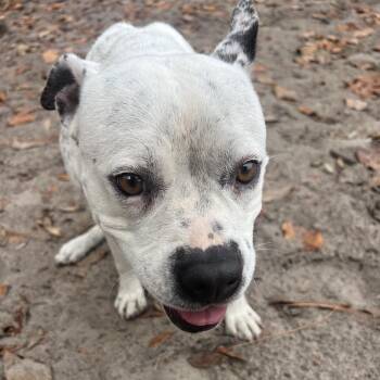 Lady Bug -  Mixed Breed Dog for Adoption in Gainesville, Florida - Lady Bug | PetCurious