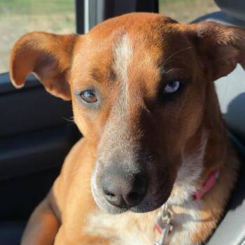 Rescue Mixed Breed Dogs for Adoption in Bismarck, North Dakota - "Kat"niss | PetCurious