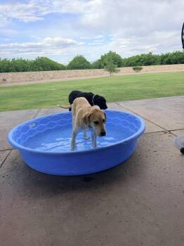 Cunningfaree / Lucas -  Labrador Retriever and Great Pyrenees Dog for Adoption in Broomfield, Colorado - Cunningfaree / Lucas | PetCurious