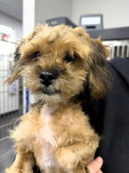 Yorkshire Terrier Dogs Available for Adoption - Possum | PetCurious