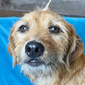 Quincy -  Terrier Dog for Adoption in Hondo, Texas - Quincy | PetCurious