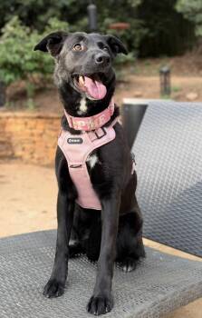 Shepherd Dogs Available for Adoption in Sandy Springs, Georgia - Evie | PetCurious