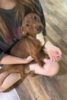 Gideon -  Dachshund and Chihuahua Dog for Adoption in Columbia, Tennessee - Gideon | PetCurious