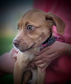 Hazel -  Vizsla Dog for Adoption in Mauston, Wisconsin - Hazel | PetCurious