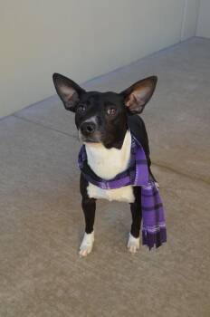 Pit Bull Terrier Dogs Available for Adoption - Nugget | PetCurious