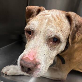 Zeke -  Mixed Breed Dog for Adoption in Oak Park, Illinois - Zeke | PetCurious