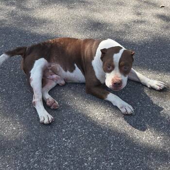 Mixed Breed Dogs Available for Adoption - 03/21/2026-Stray-GrenadaDrive | PetCurious