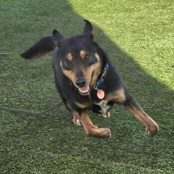 Shepherd and Mixed Breed Dogs Available for Adoption in Chattanooga, Tennessee - Pitufo | PetCurious