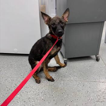 Winston -  Shepherd and Mixed Breed Dog for Adoption in Galax, Virginia - Winston | PetCurious