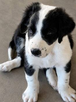 Linus -  Saint Bernard and Great Dane Dog for Adoption in Lewiston, Idaho - Linus | PetCurious