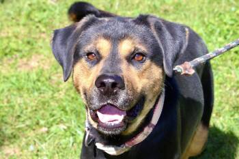 Rescue Mixed Breed Dogs for Adoption in Brazil, Indiana - JOHNNY CASH | PetCurious