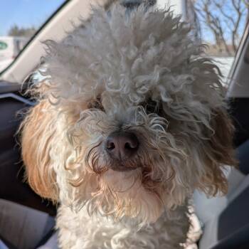 Poodle Dogs Available for Adoption - Lollipop | PetCurious