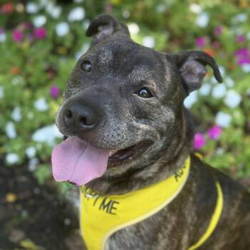 Rescue Pit Bull Terrier Dogs for Adoption in Greensboro, North Carolina - Binder | PetCurious