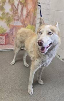 DANNY -  Siberian Husky Dog for Adoption in San Bernardino, California - DANNY | PetCurious