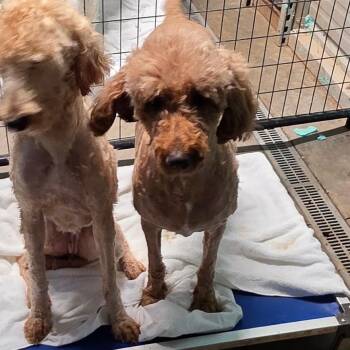 Poodle and Golden Retriever Dogs Available for Adoption - Peaches | PetCurious