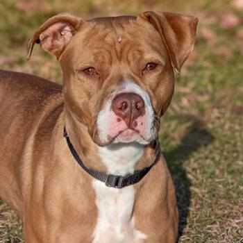 Pit Bull Terrier Dogs Available for Adoption in St. Louis, Missouri - WYNNE | PetCurious