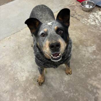 Australian Cattle Dog Blue Heeler Dogs Available for Adoption - Cooper | PetCurious