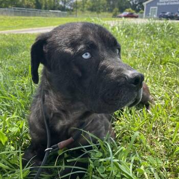 Odin -  Pit Bull Terrier Dog for Adoption in Madisonville, Tennessee - Odin | PetCurious