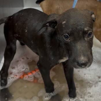 Brian -  Pit Bull Terrier Dog for Adoption in West Plains, Missouri - Brian | PetCurious