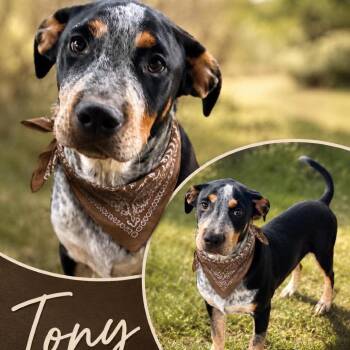 Tony -  Terrier and Mixed Breed Dog for Adoption in Hackett, Arkansas - Tony | PetCurious