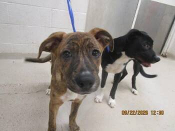Cinnamon (301) -  Labrador Retriever and Boxer Dog for Adoption in Marietta, Georgia - Cinnamon (301) | PetCurious