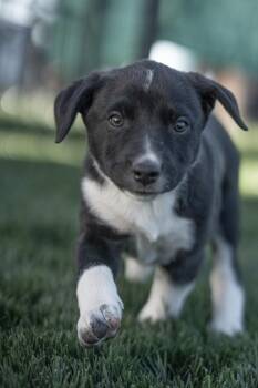 Phoebe -  Border Collie and Cattle Dog Dog for Adoption in Bend, Oregon - Phoebe | PetCurious