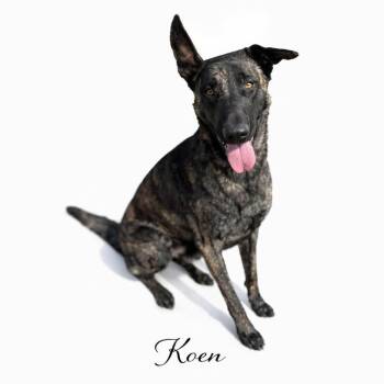 Koen -  Dutch Shepherd Dog for Adoption in Sylvania, Georgia - Koen | PetCurious