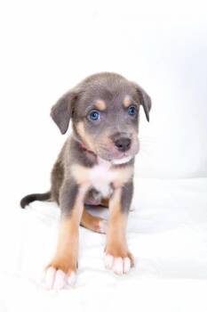 Cookie Crisp -  Shepherd Dog Available for Adoption in Bixby, Oklahoma - Cookie Crisp | PetCurious
