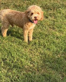 Whiskey -  Cockapoo Dog for Adoption in Richmond, Kentucky - Whiskey | PetCurious