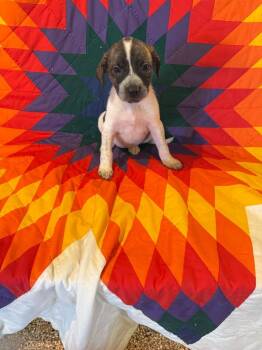 Shasta -  Mixed Breed Dog Available for Adoption in Hot Springs, South Dakota - Shasta | PetCurious