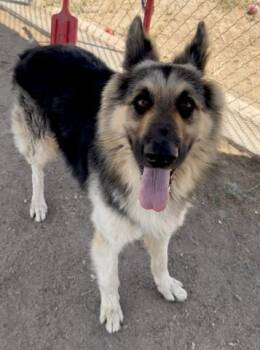 Dane - URGENT -  German Shepherd Dog Dog for Adoption in Thousand Oaks, California - Dane - URGENT | PetCurious