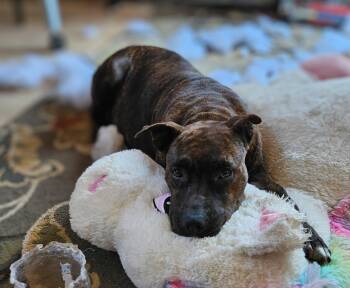 Rescue Staffordshire Bull Terrier Dogs for Adoption in Tracy City, Tennessee - Ember | PetCurious