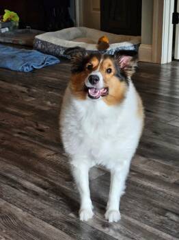 Annabel -  Shetland Sheepdog Sheltie Dog for Adoption in Dublin, Ohio - Annabel | PetCurious