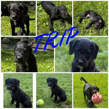 Rescue Terrier Dogs for Adoption in Union City, Pennsylvania - Trip | PetCurious