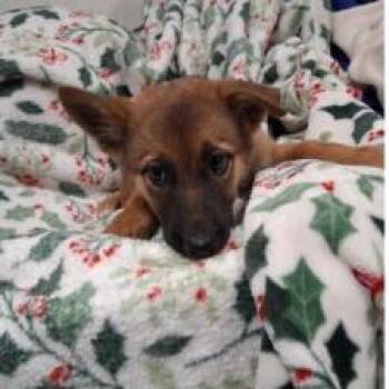 Matcha -  Belgian Shepherd Malinois and German Shepherd Dog Dog for Adoption in Austin, Texas - Matcha | PetCurious