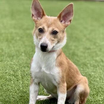 Dolly -  Pembroke Welsh Corgi and Corgi Dog for Adoption in Hondo, Texas - Dolly | PetCurious