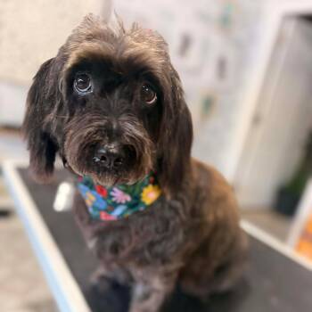 Miniature Schnauzer and Havanese Dogs Available for Adoption - Piper | PetCurious