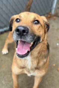 Rold Gold -  German Shepherd Dog Dog for Adoption in Chicago, Illinois - Rold Gold | PetCurious